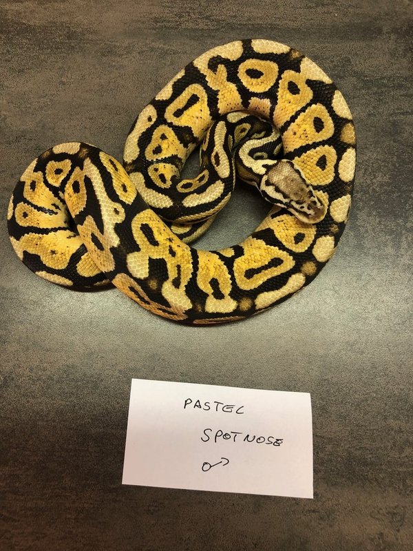 Python regius - Königspyhon Pastel Spotnose Male