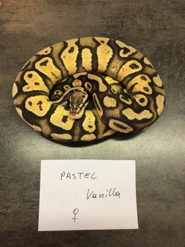 Python regius - Königspython Pastel Vanilla Female